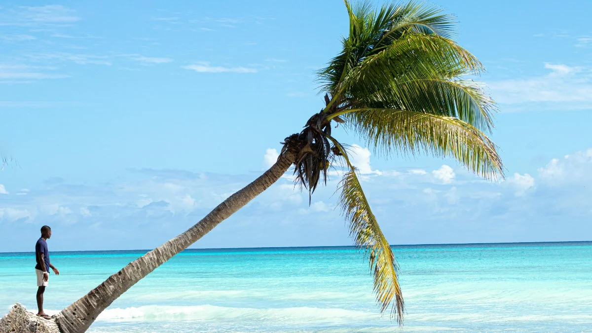 Palmera solitaria inclinada con el mar caribe de fondo y una persona arriba