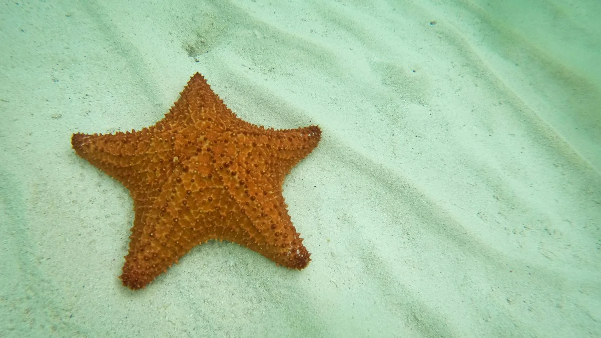 Estrella de mar en la piscina natural del parque nacional del Este Saona
